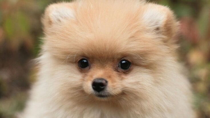 A pomeranian looking into the camera