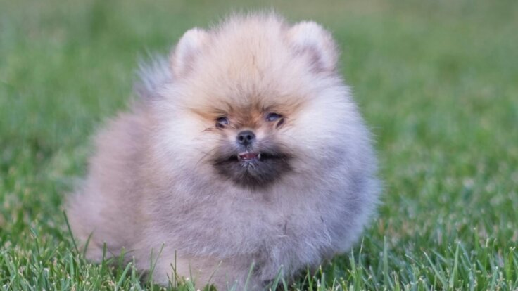 A pomeranian dog on grass
