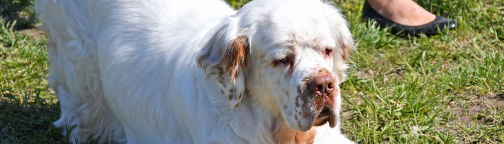 A clumber spaniel, the Crufts 2026 winning breed, lying in the grass
