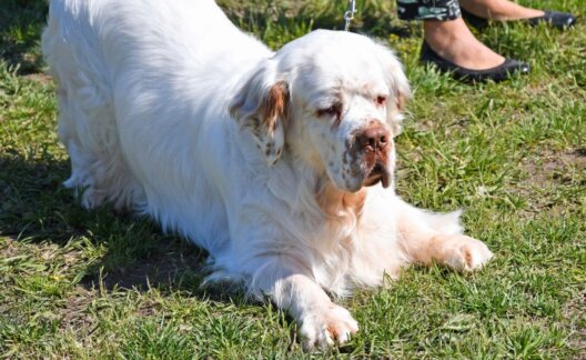A clumber spaniel lying on the grass