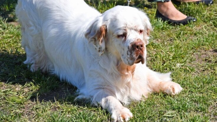 A clumber spaniel lying on the grass