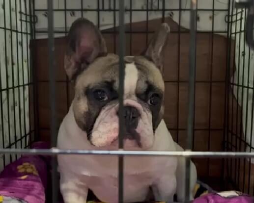 A French bulldog in a cage