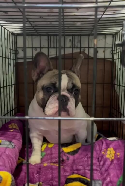 A French bulldog in a cage