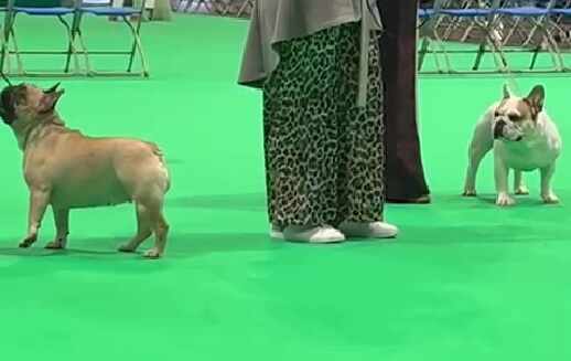 French bulldogs at Crufts
