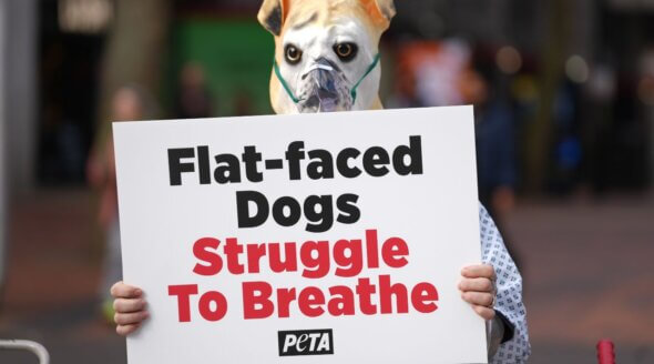 ‘Pugs’ and ‘Bulldogs’ Gasp for Air in Birmingham to Raise Awareness of Crufts Cruelty