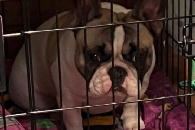 A French bulldog in a cage at Crufts 2026