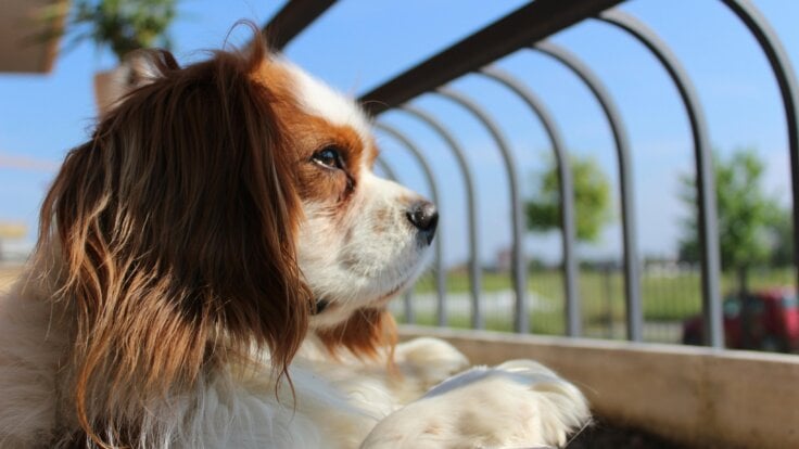 A Cavelier King Charles spaniel looking out into a field