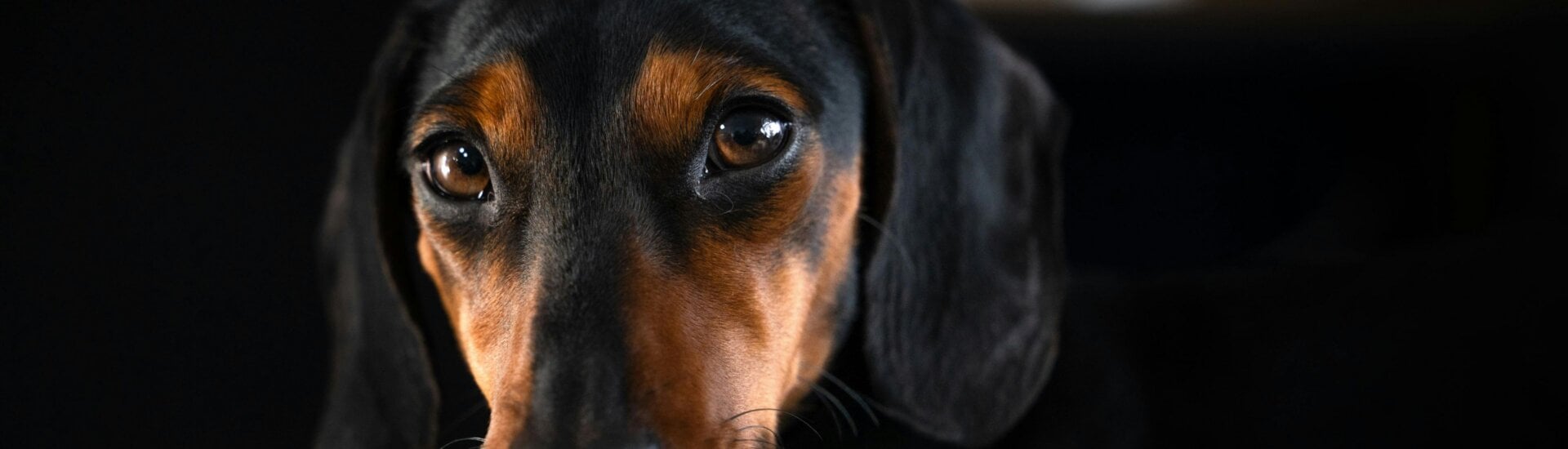 A dachshund dog looking into the camera