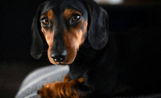 A dachshund dog looking into the camera