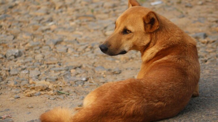 A dog lying on the pavement
