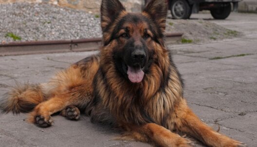 A German Shepherd dog lying on the pavement