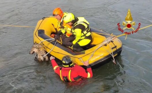 Firefighters rescuing a wolf from a canal in Italy