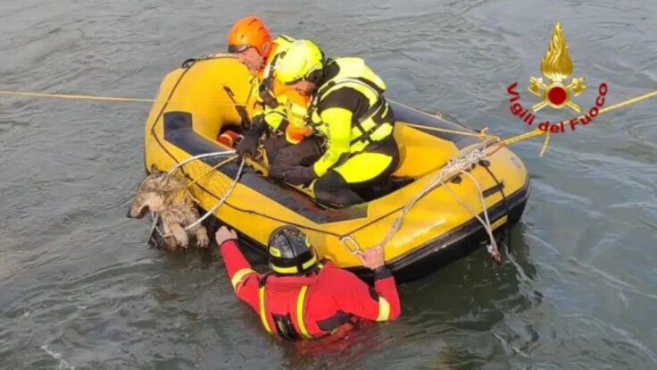 Firefighters rescuing a wolf from a canal in Italy
