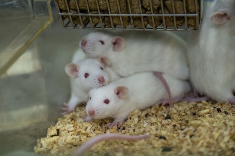 Mice being used in an animal testing laboratory