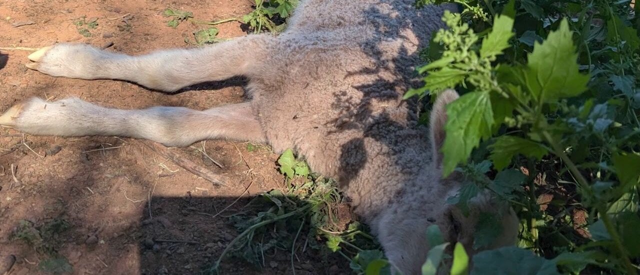 Euthanasia and the Right to Life in the Netherlands:: Wolf in Sheep's Clothing? [ペーパーバック] Okeowo，Demola Amazon | Euthanasia: Right to Life & Right to Death | Fayzullaev