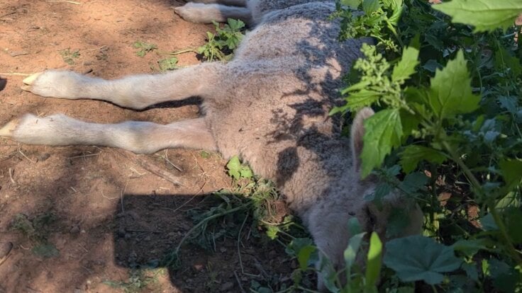A dead sheep on a wool farm