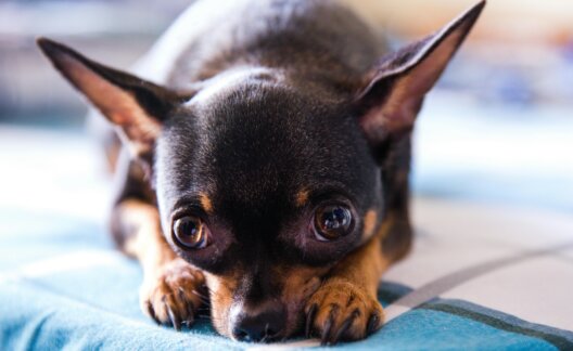 A chihuahua 'toy dog' staring into the camera