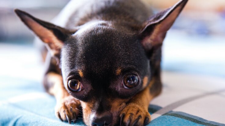 A chihuahua 'toy dog' staring into the camera