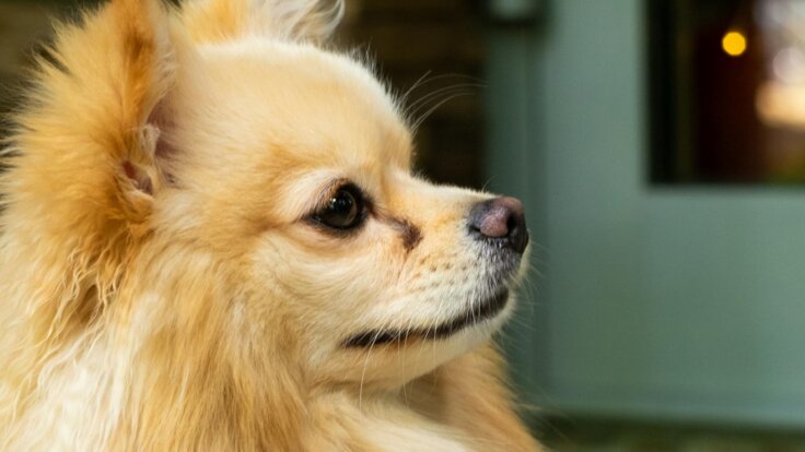 A side profile of a pomeranian