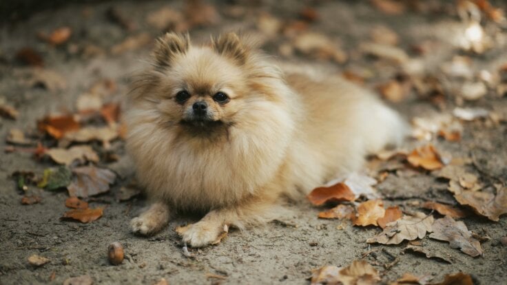 A pomeranian dog lying on the pavement