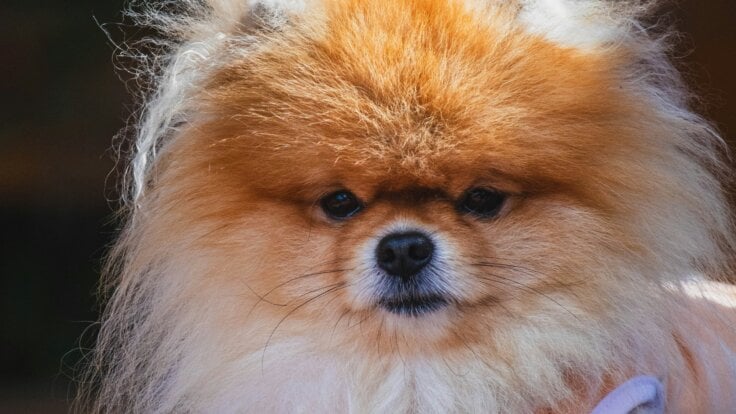 A pomeranian dog wearing a harness and looking into the camera