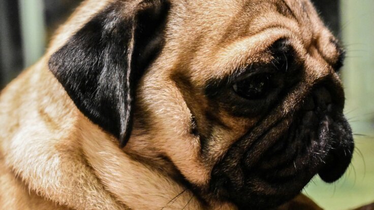 A close-up of as pug