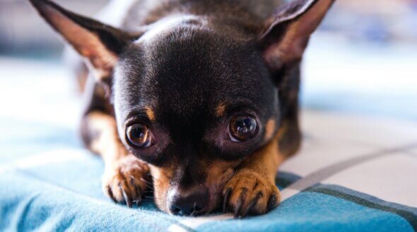 Thinking of Buying a ‘Toy Dog’? 9 Reasons to Reconsider