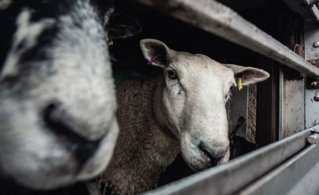 A sheep in a truck looking into the camera