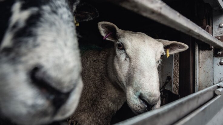 A sheep in a truck looking into the camera
