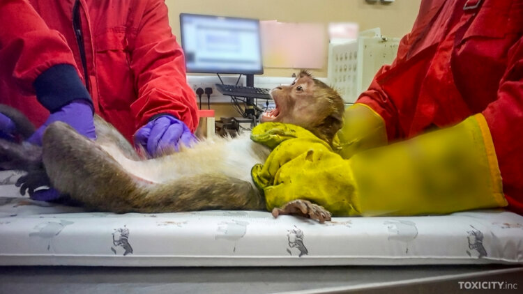 Dogs, Pigs, Rabbits, and Monkeys Filmed in Major UK Animal Testing Exposé