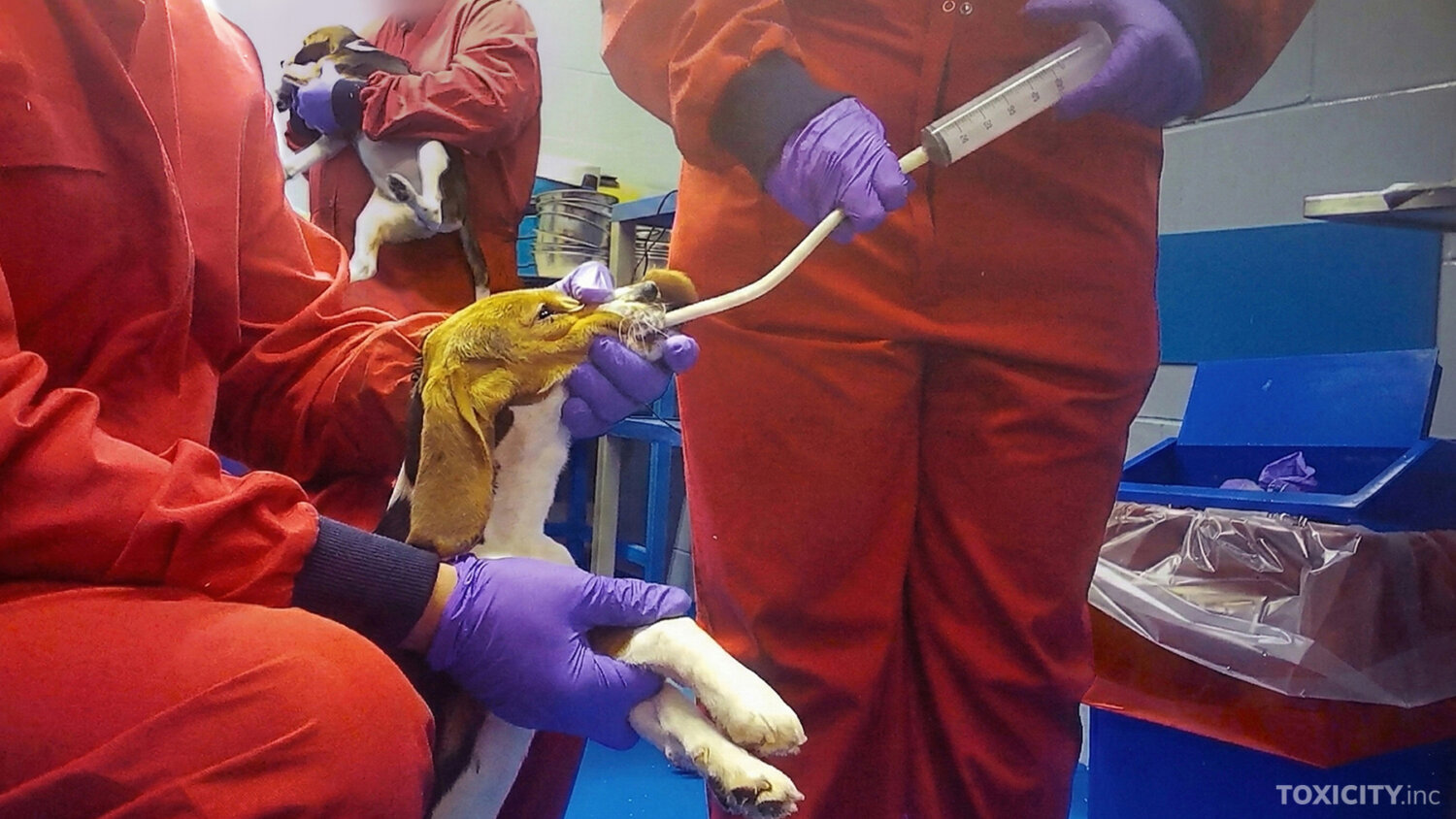 Triggering Animal Testing Dogs, Pigs, Rabbits, and Monkeys Filmed in Major UK Animal Testing Exposé