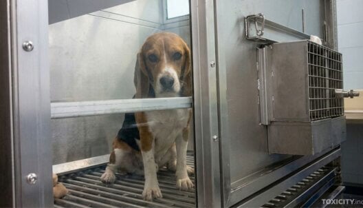 A beagle in an animal testing laboratory in the UK