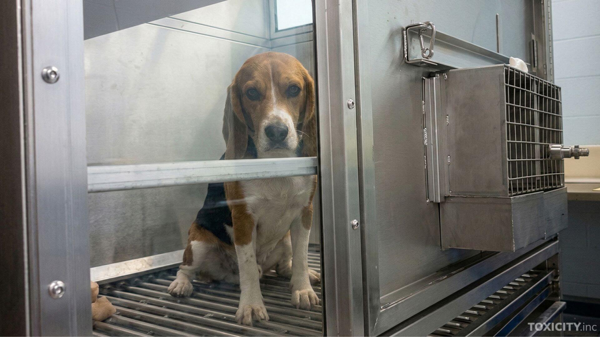 Dogs, Pigs, Rabbits, and Monkeys Filmed in Major UK Animal Testing Exposé