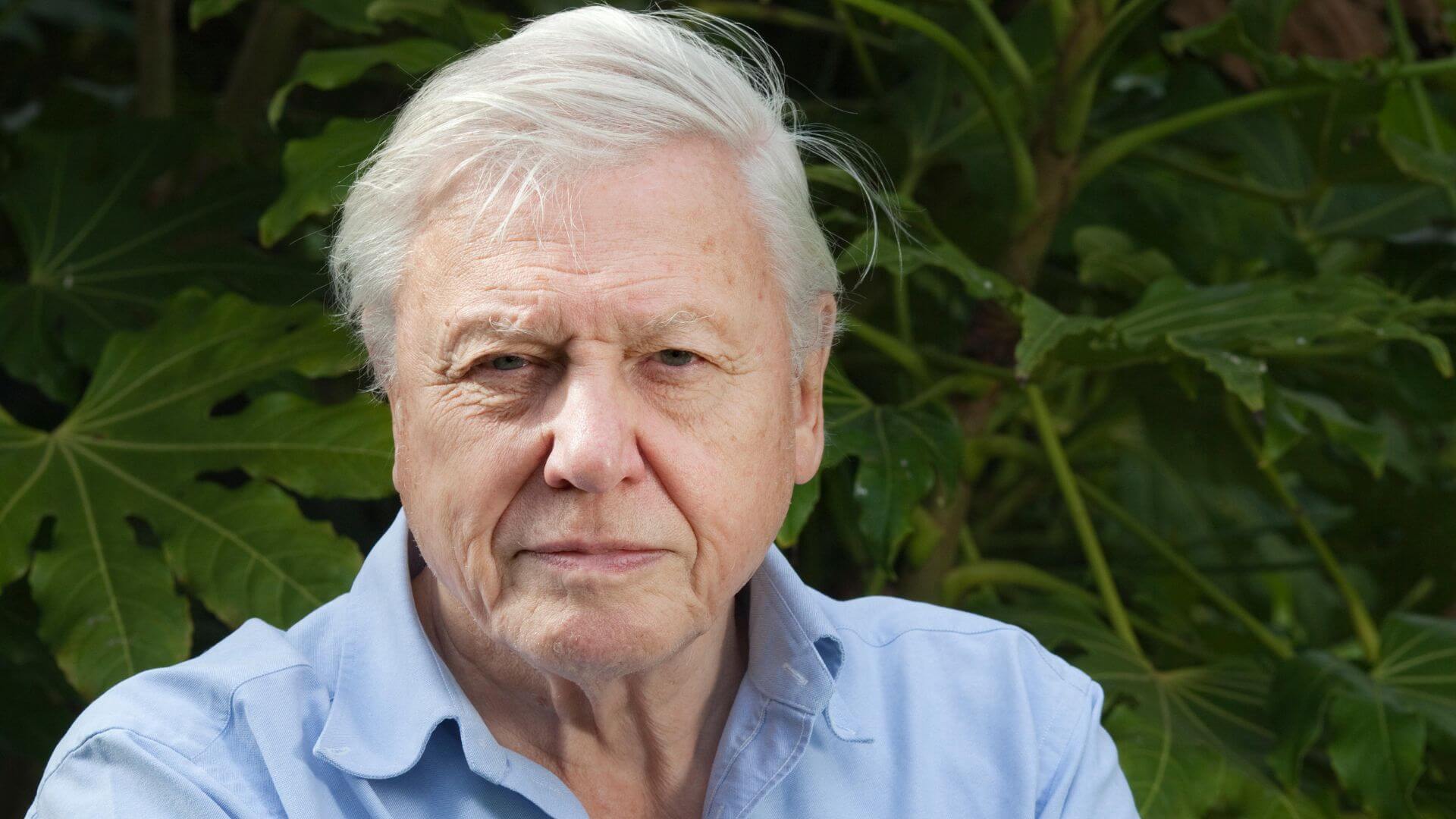 PETA Names Bull After Sir David Attenborough for 100th Birthday Gift