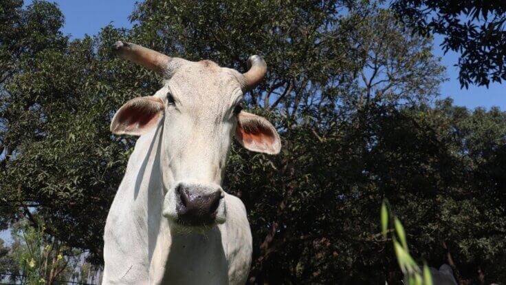 A bull named after David Attenborough