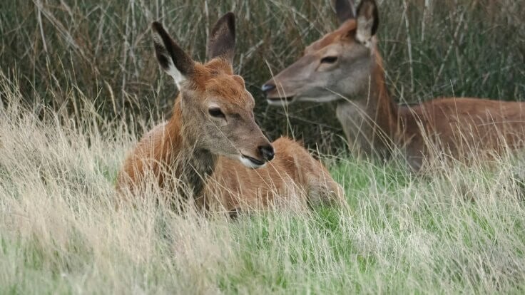 Two deer lying in the grass