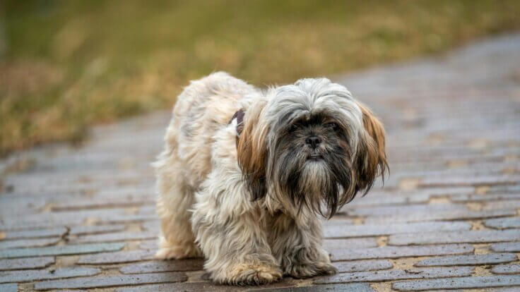 A shih tzu dog on a cobbled path