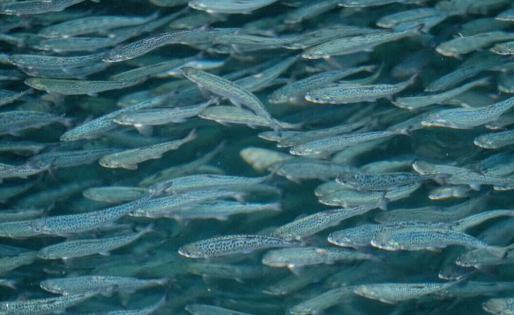 Salmon swimming in a farm