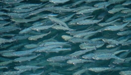 Salmon swimming in a farm