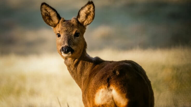 A deer in a field looking into the camera