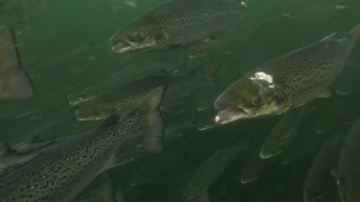 Fish being eaten alive on a salmon farm