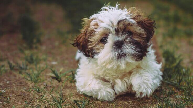 A Shih Tzu lying on the ground in a woods
