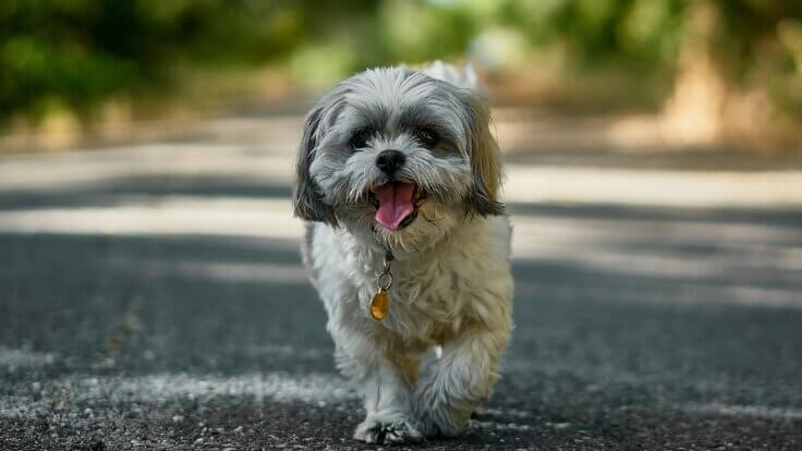 A Shih Tzu dog walking along the road