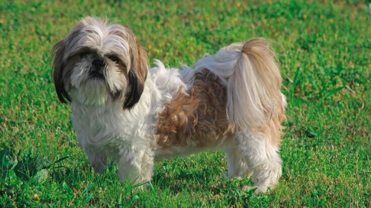 A shih tzu dog standing in green grass