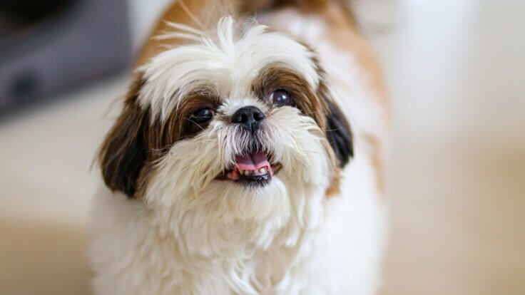 A shih tzu dog