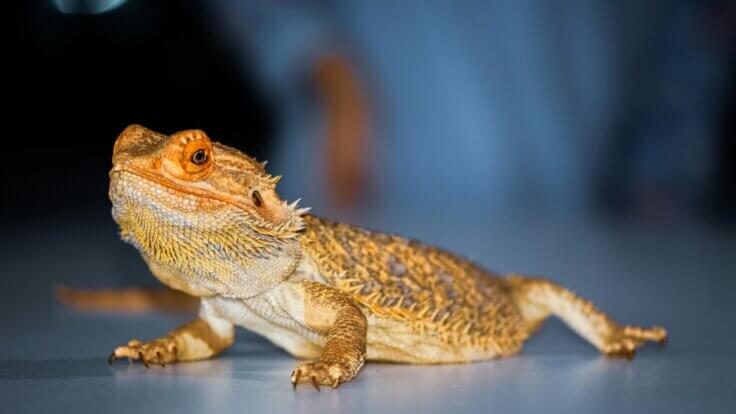 A bearded dragon