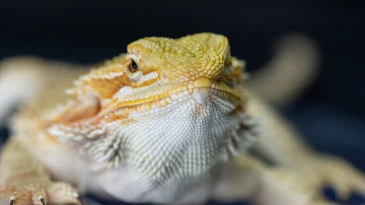 A close-up of a bearded dragon looking into the camera