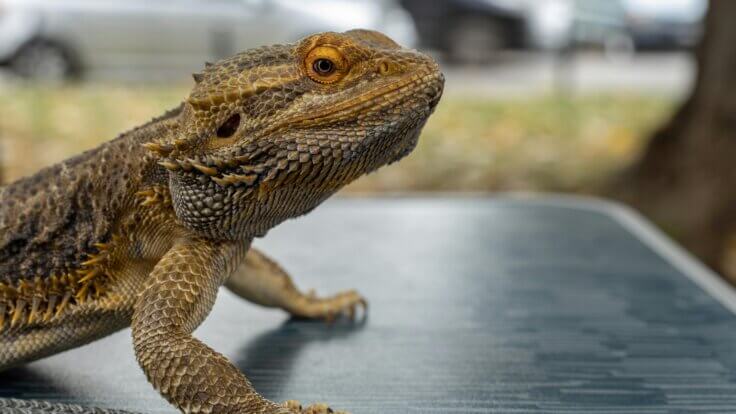 A bearded dragon on a table in a car park