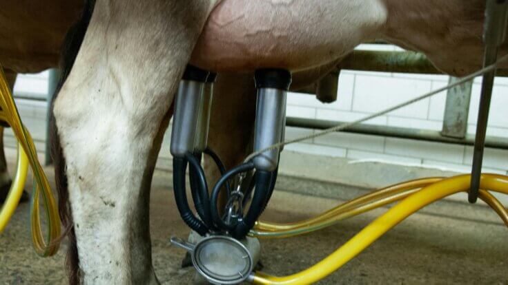 A close-up of a cow being milked