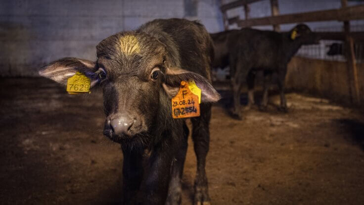 A calf in a farm staring at the camera
